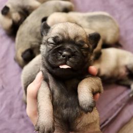 Pug Puppies from The Grumble Pack