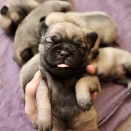 Pug Puppies from The Grumble Pack