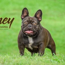 French Bulldog All Grown Up from Premium Quality Frenchies