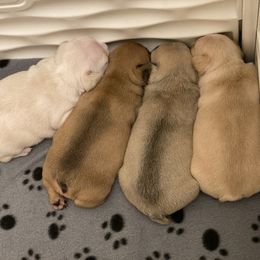 French Bulldog Puppies from Nordic Nuggets