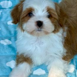 Denny - Red male Havanese puppy in Wappapello, Missouri from Titanium Havanese LLC