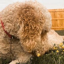 Goldendoodles from Poppy Paws & Co.