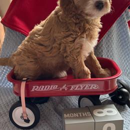Ariat - Red  female Goldendoodle puppy in Chino Valley, Arizona from Bass Creek Doodles