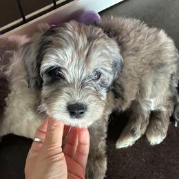 Rhett - male Golden Mountain Doodle puppy in Palestine, Texas from KK's Doodle Bunch
