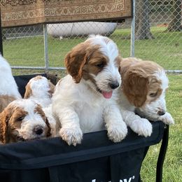 Goldendoodle Puppies from Kennedy Doodles