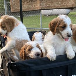 Goldendoodle Puppies from Kennedy Doodles