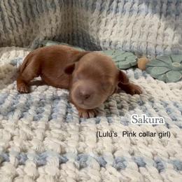 Sakura - Red  female Goldendoodle puppy in Phelan, California from High Desert Doodles - the original