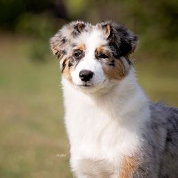 Australian Shepherd Puppies from NorthBeach Aussies