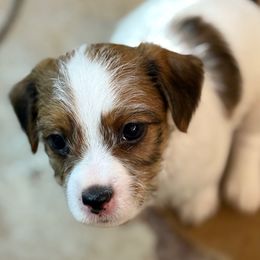 Girl 3 - Tri-color female Russell Terrier puppy in Oklahoma from Elite Russell Terriers