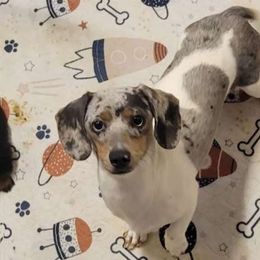 Daisy Blu - Dachshund