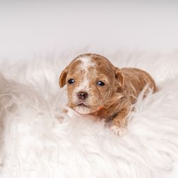 Foxy - Red Maltipoo puppy in Gastonia, North Carolina from Little Toy Poodles