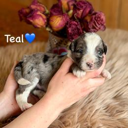 Teal - Blue merle male Aussiedoodle puppy in Lancaster, Minnesota from Finney Ranch
