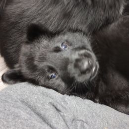 German Shepherd Puppies from Blanchard's Upstate Shepherds