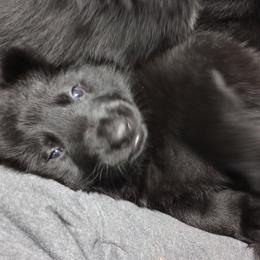 German Shepherd Puppies from Blanchard's Upstate Shepherds
