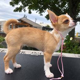 Wasabi - Chihuahua