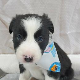 Ërdën - Black and white male Border Collie puppy in Max, Nebraska from Stag Valley Homestead