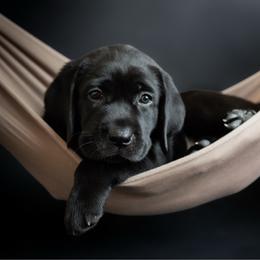 Fuse - Black male Labrador Retriever puppy in Allons, Tennessee from UC Labradors LLC