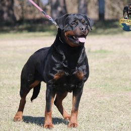Gypsy - Rottweiler