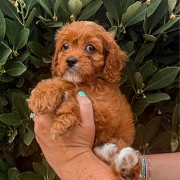Jam - Red female Cavapoo puppy in Mayo, Florida from Kingston’s Cavaliers