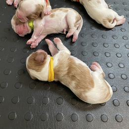 Cavalier King Charles Spaniel Puppies from Ellas.Pups