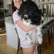 Newfoundland, Newfypoo, and Sheepadoodle All Grown Up from Sweet Creek Pups