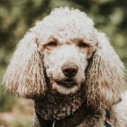Toffee - Poodle
