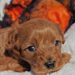 Rex - Red male Cavapoo puppy in Dallas, Texas from Halo's Heroes Doodles