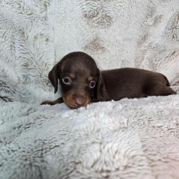 Velma - Chocolate and tan female Dachshund puppy in Mulberry, Florida from J's Mini Dachshunds