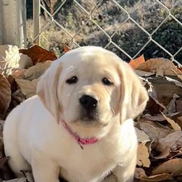 Girl 4 - Yellow Labrador Retriever puppy in Harlan, Kentucky from Kamalot Kennels
