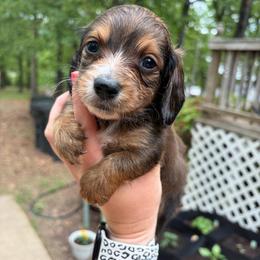 Tucker - Piebald male Dachshund puppy in Stilwell, Oklahoma from Rustic Tails