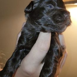 Yorkipoo and Yorkshire Terrier Puppies from Danza Bolo