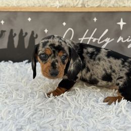 Ally - Dapple female Dachshund puppy in Colbert, Oklahoma from Brooke Crenshaw
