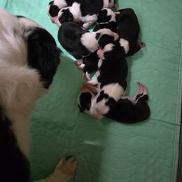 Border Collie puppies from Kickin It Acres BCs