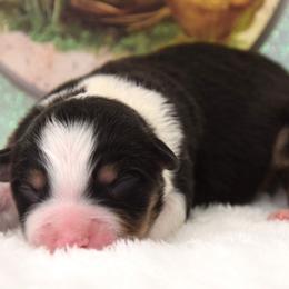 Boy 2 - male Australian Shepherd puppy in Clinton, Missouri from RockyTop Hearts