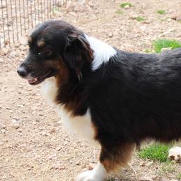 Riley - Australian Shepherd
