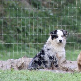Luke - Miniature Australian Shepherd