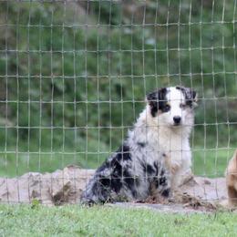 Luke - Miniature Australian Shepherd