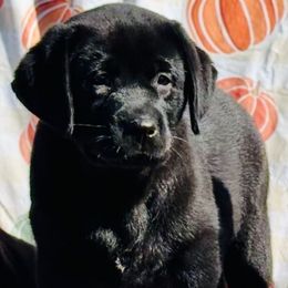 Black female - Black female Labrador Retriever puppy in Jamestown, Ohio from Heartlands Quality Labrador Retrievers