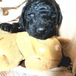 Poodle Puppies from Spangled Standard Poodles
