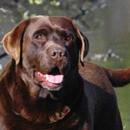 Labrador Retrievers from Skyfire