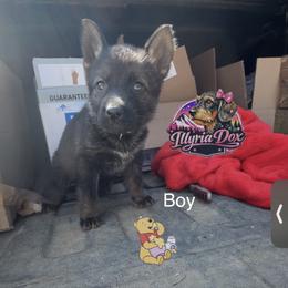 Pooh - Sable male German Shepherd puppy in Livingston, Kentucky from Illyria Dox & GSD