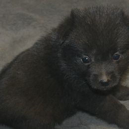 Schipperke Puppies from Delilah's Schipperkes