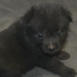 Schipperke Puppies from Delilah's Schipperkes
