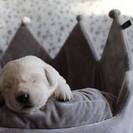 Labrador Retriever Puppies from Northern Ridge Retrievers