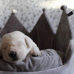 Labrador Retriever Puppies from Northern Ridge Retrievers