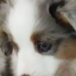 Miniature American Shepherds from Ayers Rock Kennel