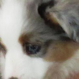 Miniature American Shepherds from Ayers Rock Kennel