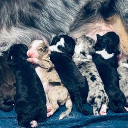 Willow - Black and white female Aussiedoodle puppy in Hempstead, Texas from Young Gun Aussies