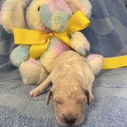 Mr. Yellow - Cream male Goldendoodle puppy in Blue Springs, Missouri from Farmstead 51