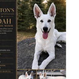Adah - German Shepherd